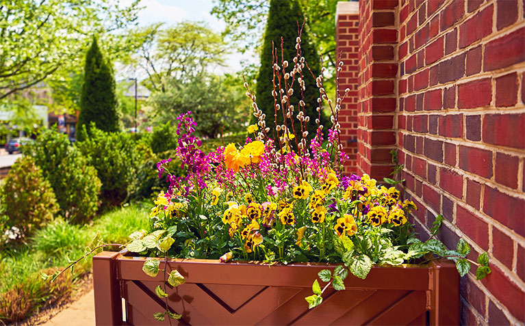 Spring planters outside of the Schreyer Honors College at Atherton Hall