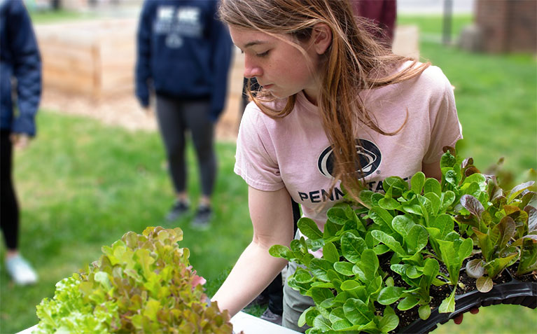 Schreyer Scholars harvesting crops to fight food insecurity