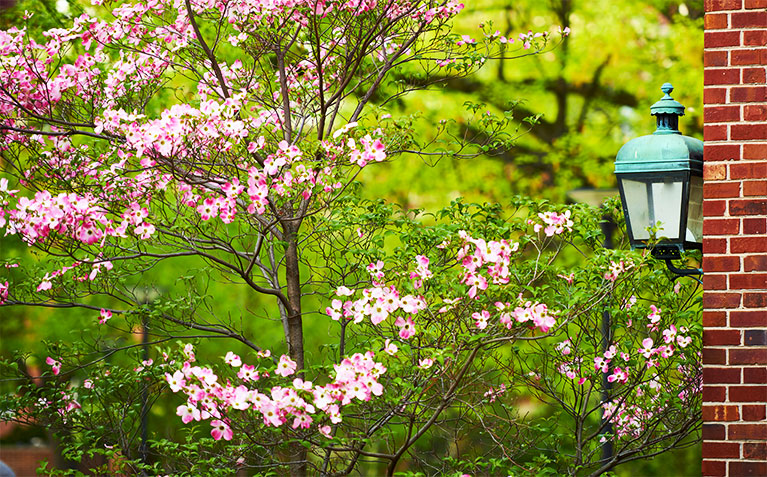 Trees with pink flowers around Atherton Hall and the Schreyer Honors College